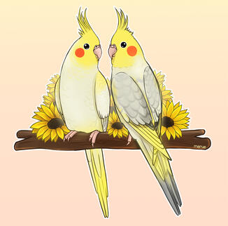 @thecockatielsisters on IG