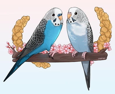 @parakeetssesameand_pippa on IG